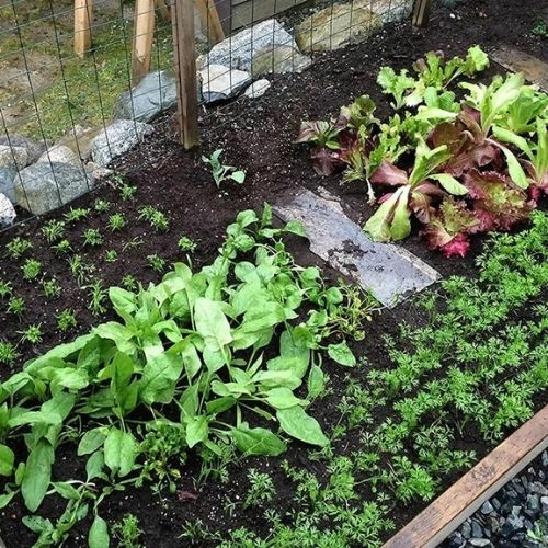 Vorlage für ein Aussaatquadrat